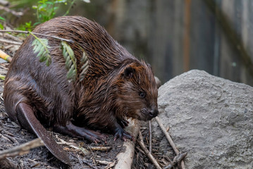 Eurasian beaver