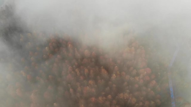 aerial view of red forest in autumn