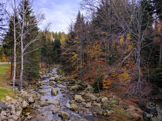 Forest river in autumn