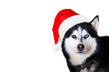 Portrait of cute siberian husky dog wearing red christmas santa claus hat. Xmas Husky dog isolated on white background © ANGHI