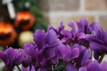 紫のシクラメン