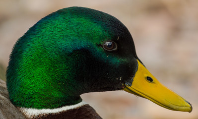 A close up of the head of a mallard duck at Loch Ness in Scotland, UK