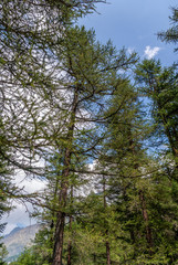 trees and branch in the foreground in the mountains