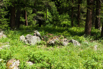 trees and branch in the foreground in the mountains