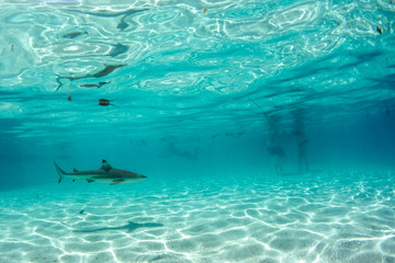 swimming with sharks in blue ocean of polynesia