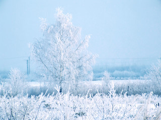 Winter wonderland landscape