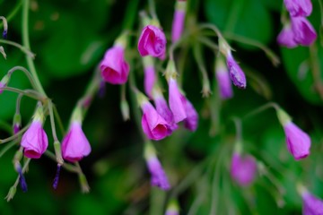 pink flowers in the garden