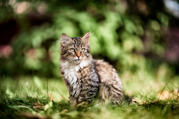 Naklejka na ściany i meble Gray cat on the green grass. Photographed close-up.