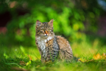 Obraz premium Gray cat on the green grass. Photographed close-up.