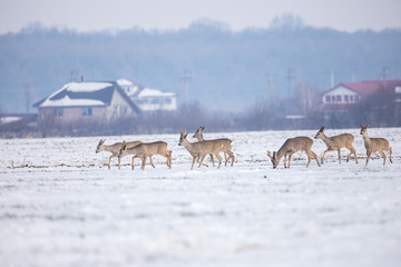 Herd of deers looking for food in snowy field