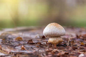 Mushroom in a green forest with autumn sun.
