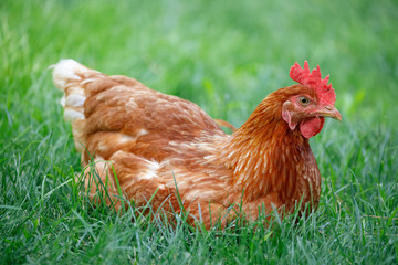 Free range chicken gathering