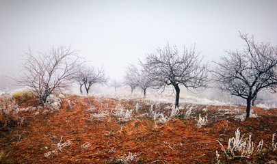 Mysterious winter landscape, few small trees covered with hoar frost blotted out by the heavy fog in Love valley near Goreme, Cappadocia (Kapadokya), Central Anatolia, Turkey
