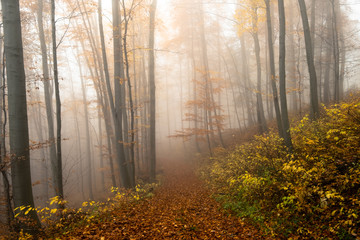Foggy and moody woodlands during fall season in Slovenia