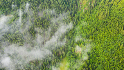 Aerial view of tropical rainforest covered by cloud and fog.