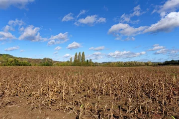 Deurstickers Dry corn fields in the French Vexin regional nature park © hassan bensliman