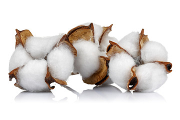 Cotton boll isolated on white background