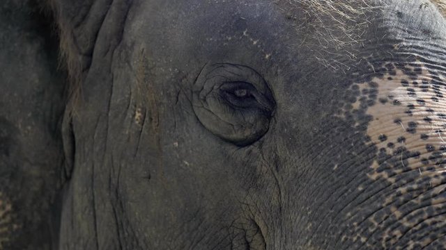 Close up of Eye Elephant, Asian elephant