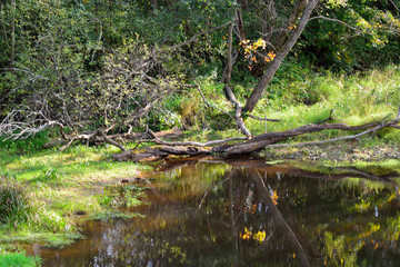A quiet calm river in the autumn forest