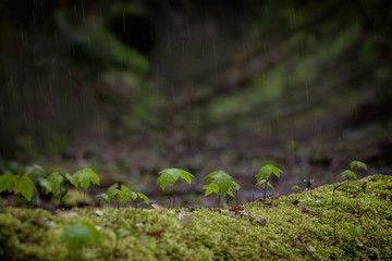 Naklejka na ściany i meble rain in the forest, growing trees, little plants, rainy day