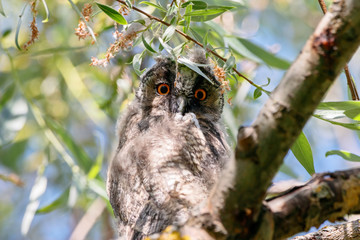 Long-eared owl asio otus juvenile sitting on branch of tree portrait. Cute young nocturnal raptor bird in wildlife.