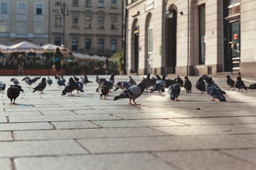 Pigeons on the main square of Krakow Poland early in the morning