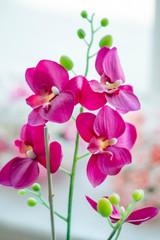 pink orchid on white background