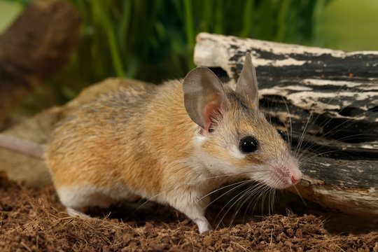 Arabian Spiny Mouse" Images – Browse 29 Stock Photos, Vectors, and Video |  Adobe Stock