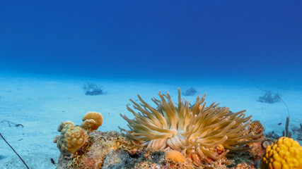 Seascape of coral reef in Caribbean Sea / Curacao with Sea Anemone, coral and sponge