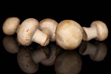Group of five whole fresh white champignon isolated on black glass