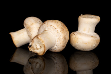 Group of three whole fresh white champignon isolated on black glass
