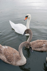 white swans on an autumn lake on a sunny day