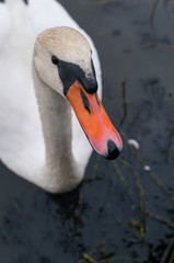 white swans on an autumn lake on a sunny day