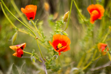 Orange or pink tulip