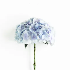 Rolgordijnen Blue hydrangea flower on the white background. Flat lay, top view  © K.Decor