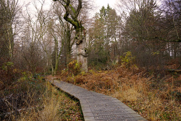 Fototapeta premium Weg durch den Urwald Sababurg in Deutschland - Path through the jungle Sababurg in Germany