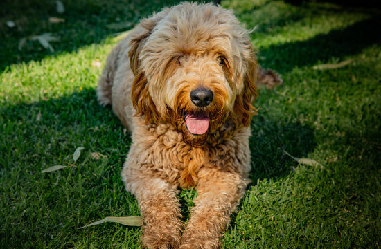 A puppy sitting on grass and sticking his tongue out.