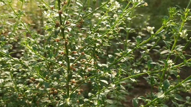 Small bee flying near grass