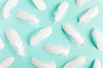 White feather texture on a blue background. Feather background. Flat lay, top view