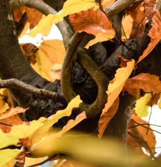 Die Buchenhecke als Herbstmotiv