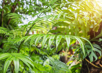 leaves of Giant fern or King fern (Angiopteris evecta (G.Forst.) Hoffm) roll curled growing out from the soil in spring tropical forest 