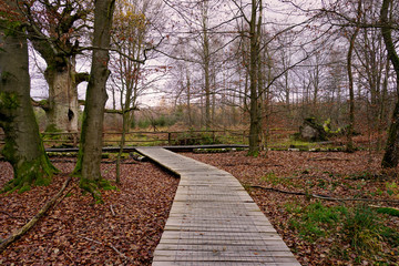 befestigter Weg durch den Urwald Sababurg im Reinhardswald mit Blick auf eine sehr alte Eiche