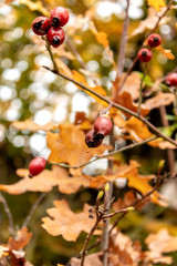 Hagebuttezweig als Herbstmotiv. Wildrosenfrucht