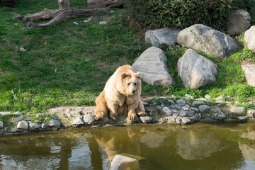 Obraz na płótnie Canvas Bear in zoo