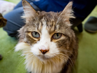 正面からじっと見つめる青い目の猫