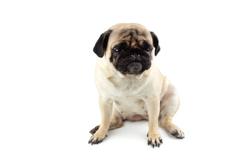 Obraz premium Cute pug dog with very funny face. Very sad dog isolated on white