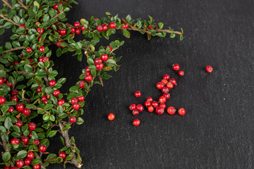 Lot of whole wild red rowanberry on grey stone