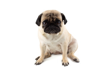 Obraz premium Cute pug dog looking innocent. Very sad dog isolated on white