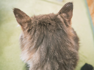 Obraz premium 猫の後ろ姿