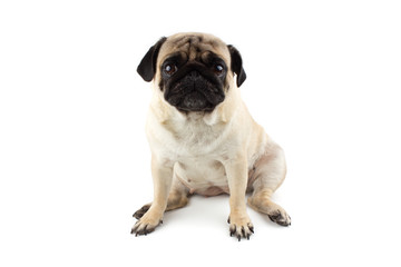 Obraz premium Cute pug dog looking innocent. Very sad dog isolated on white